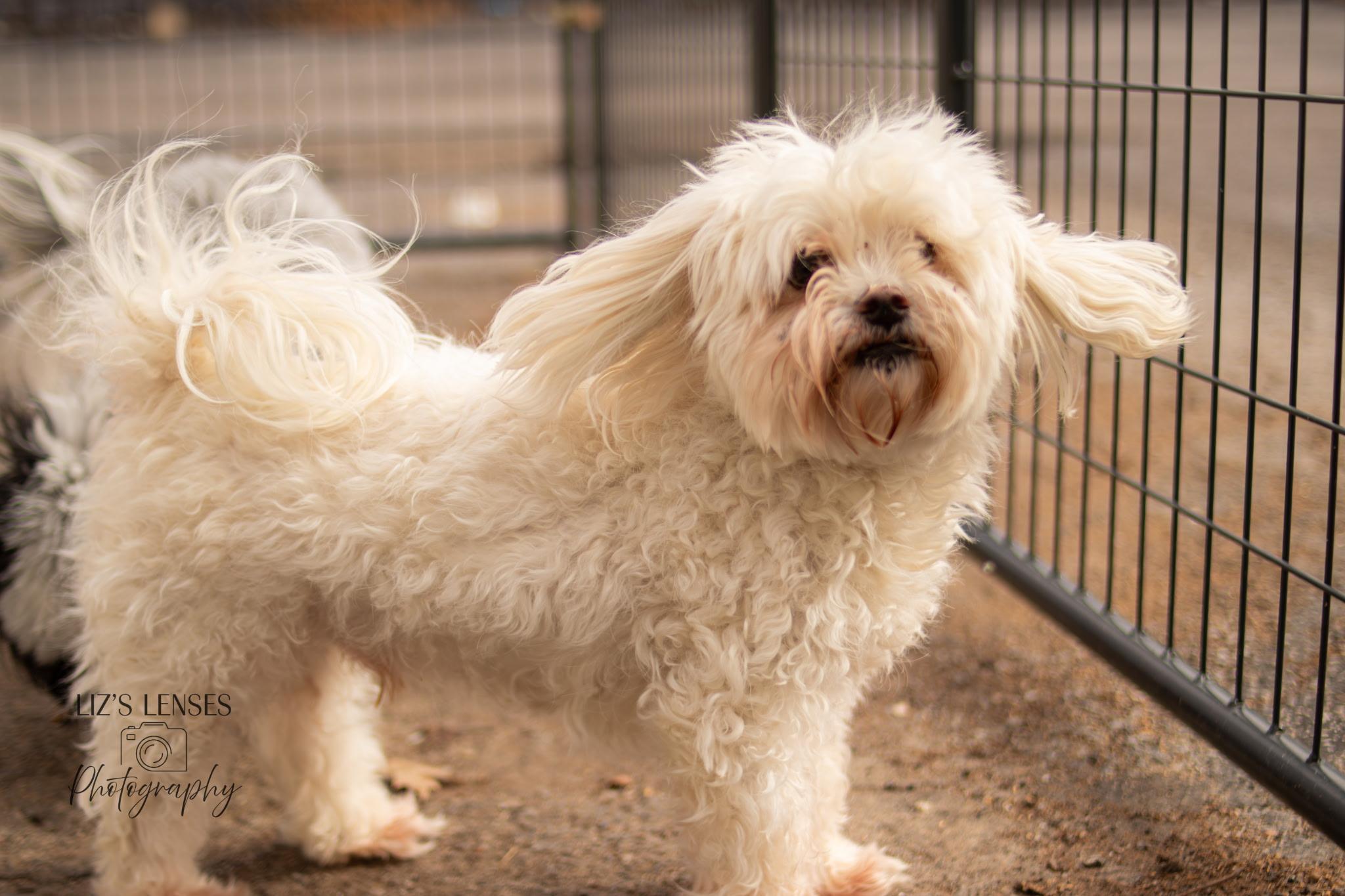 Harley (and Pepper), ADOPTABLE, Adult Male Maltese.