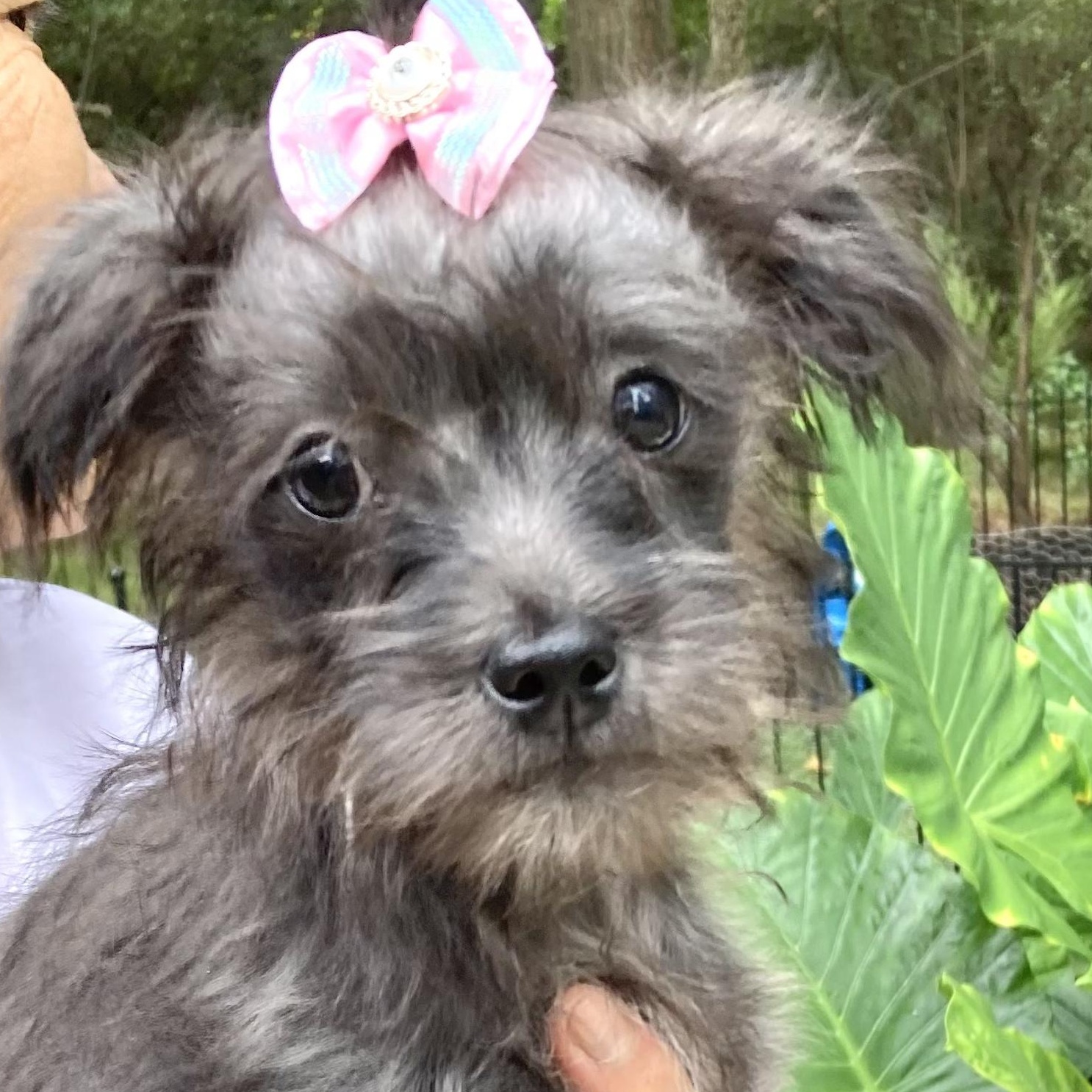 Minnie photo