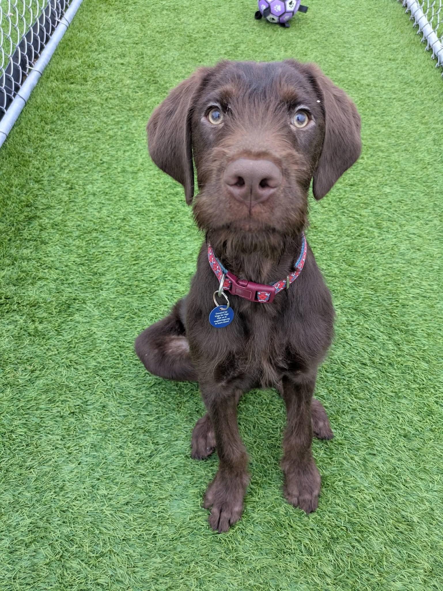Mr. Belvedere, Adopted, Puppy Male German Wirehaired Pointer.