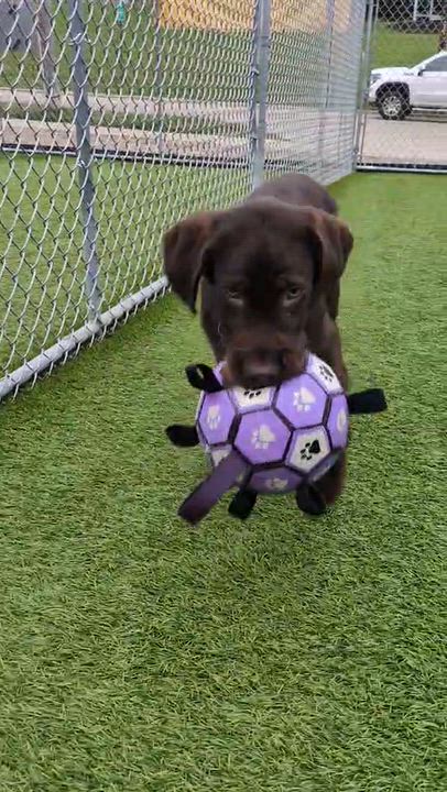 Enlarge Mr. Belvedere, a Adopted mixed breed in Cedar Rapids, IA video 5/6