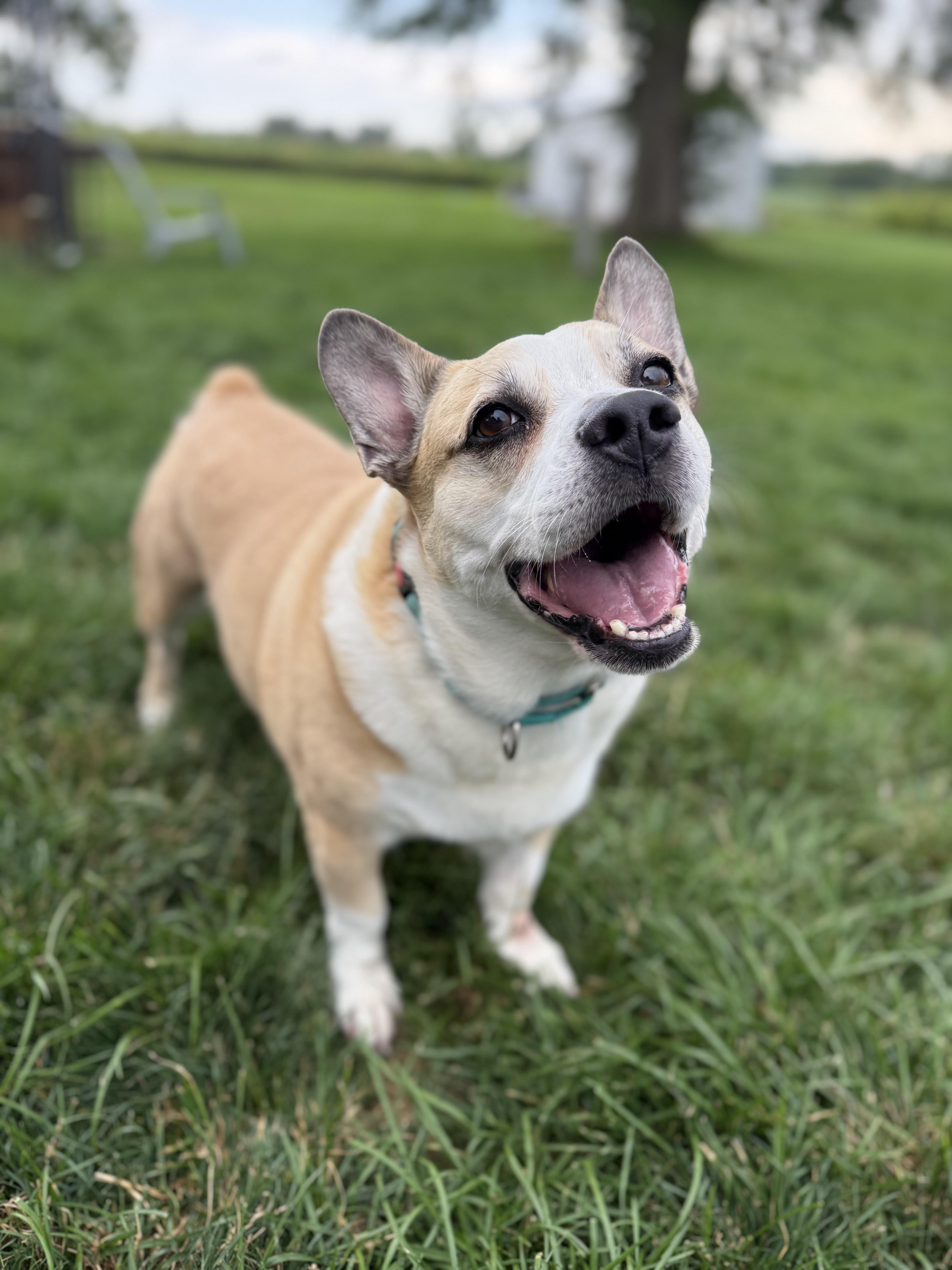 Enlarge Tato, a ADOPTABLE mixed breed in Hilton, NY image 5/6