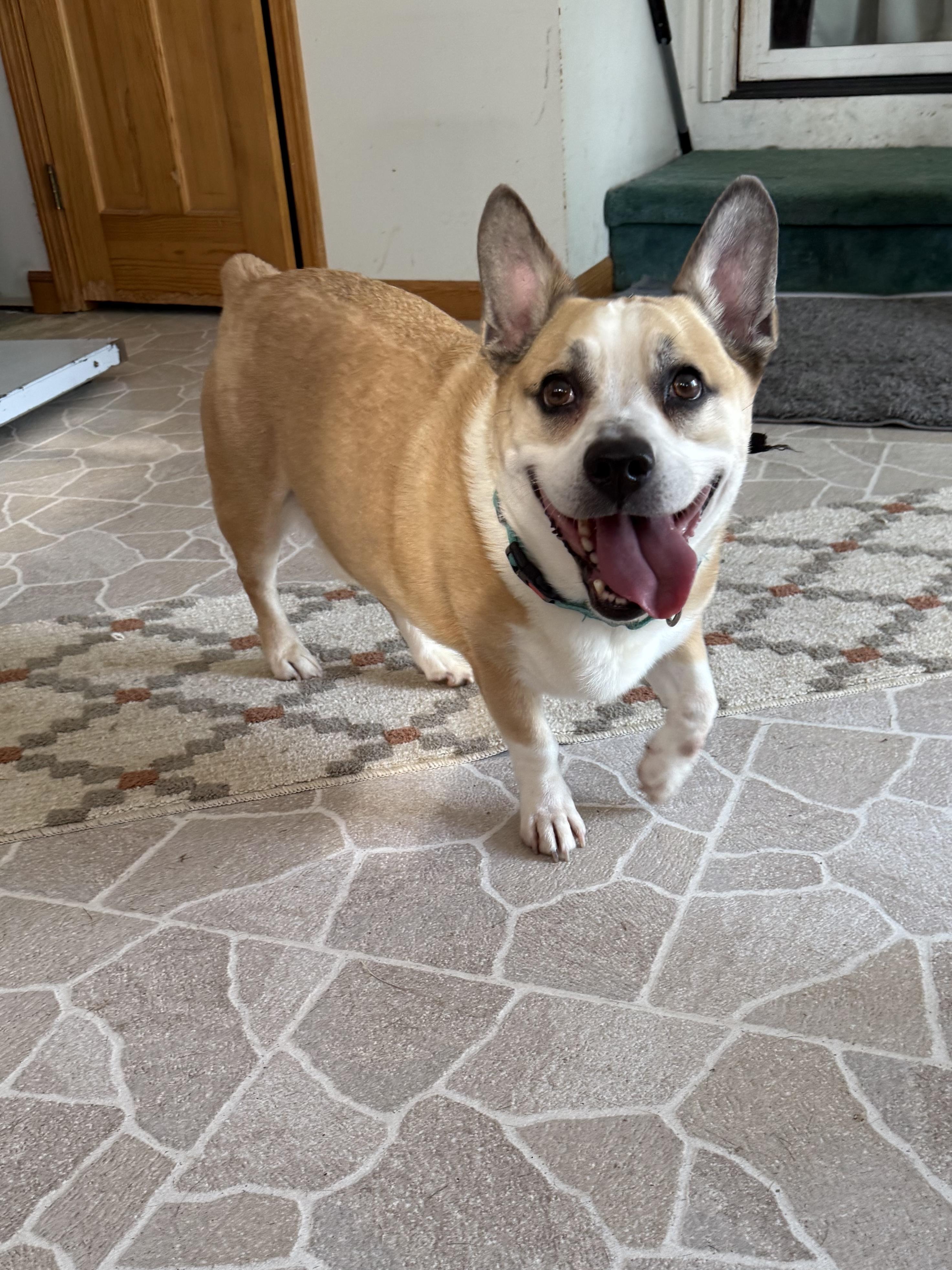 Enlarge Tato, a ADOPTABLE mixed breed in Hilton, NY image 2/6