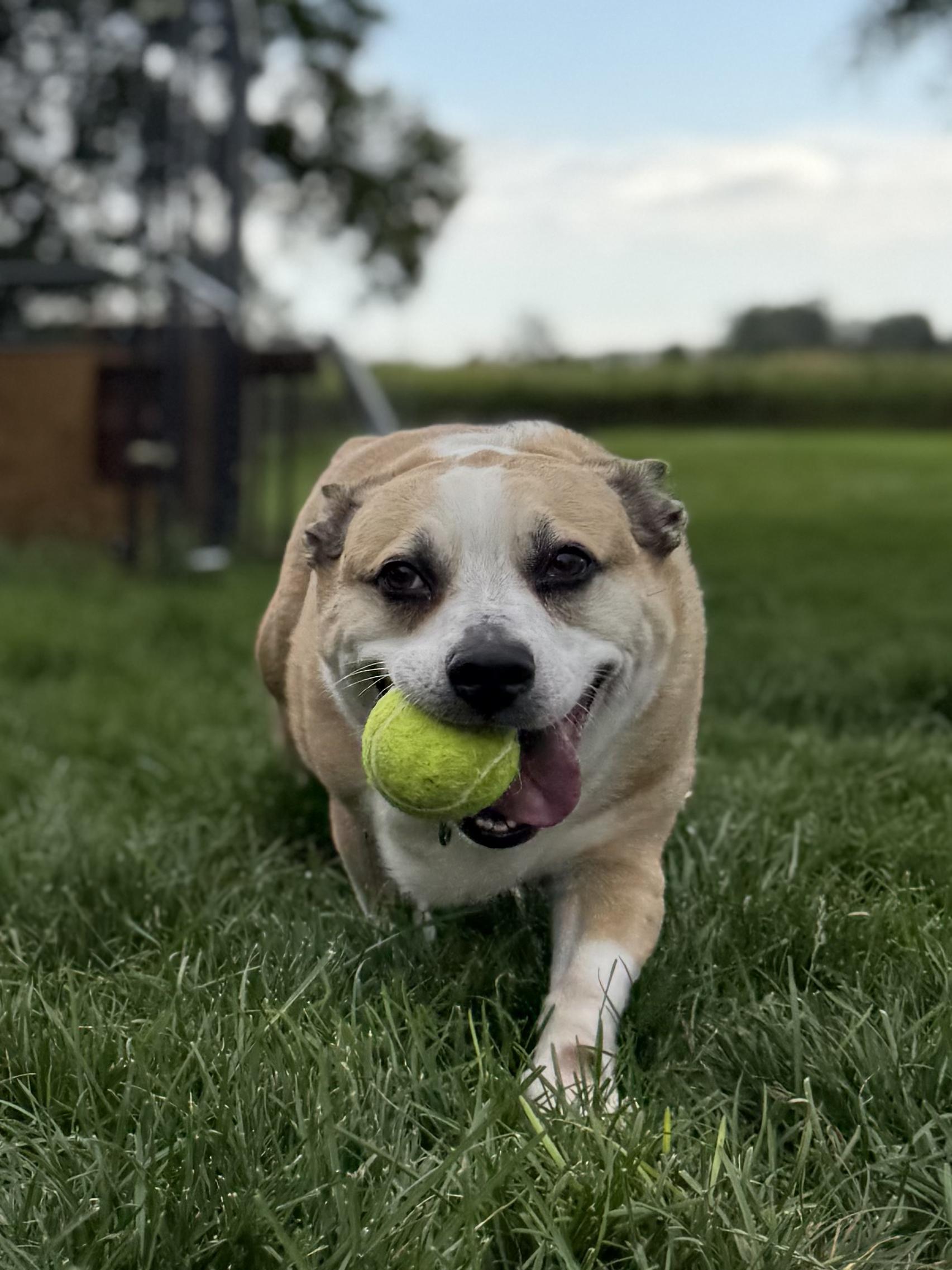 Enlarge Tato, a ADOPTABLE mixed breed in Hilton, NY image 4/6