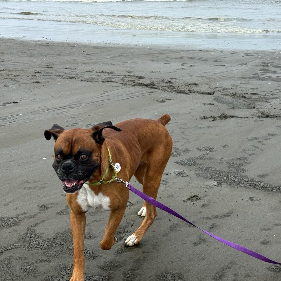 Memphis, a ADOPTABLE Boxer in Stanwood, WA image 2/6
