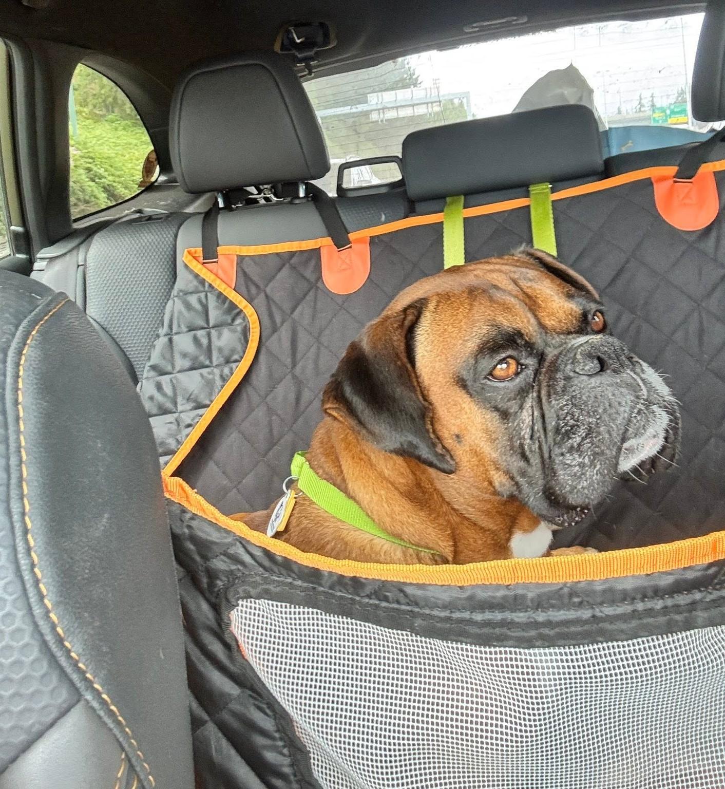 Memphis, a ADOPTABLE Boxer in Stanwood, WA image 5/6