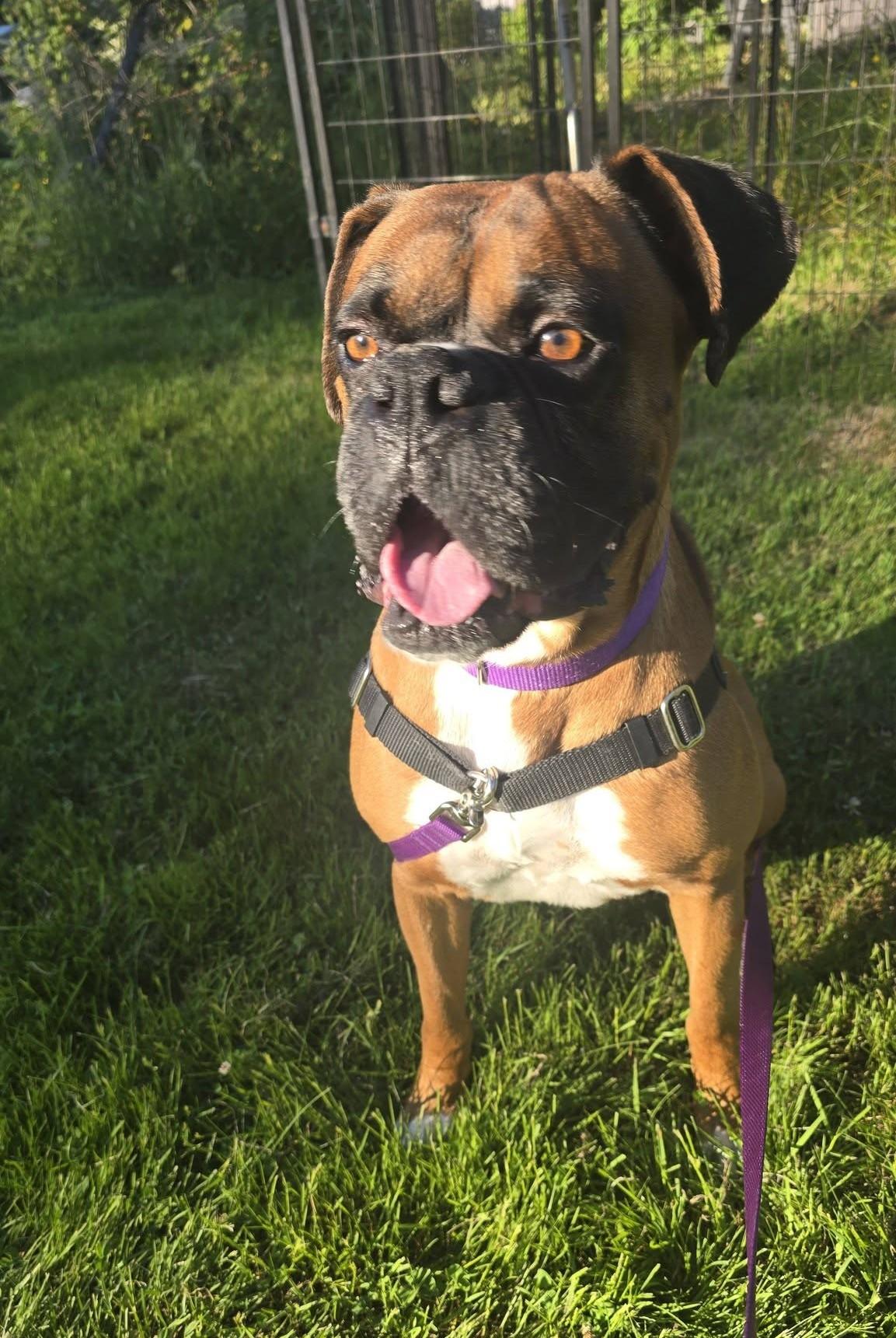 Memphis, a ADOPTABLE Boxer in Stanwood, WA image 4/6