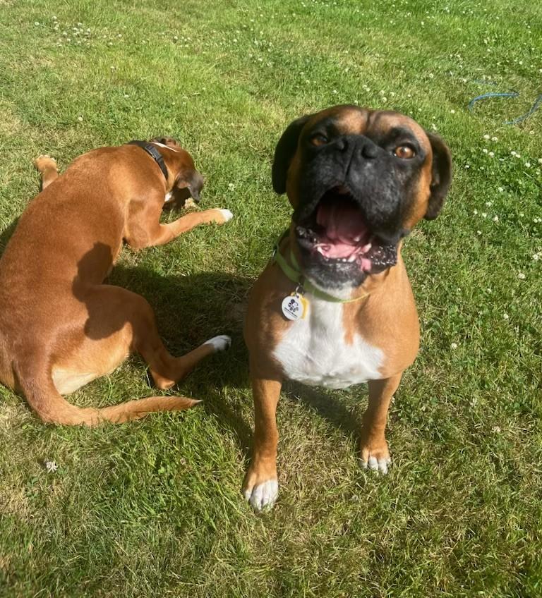Memphis, a ADOPTABLE Boxer in Stanwood, WA image 6/6
