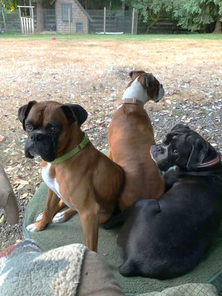 Enlarge Memphis, a ADOPTABLE Boxer in Stanwood, WA image 2/6