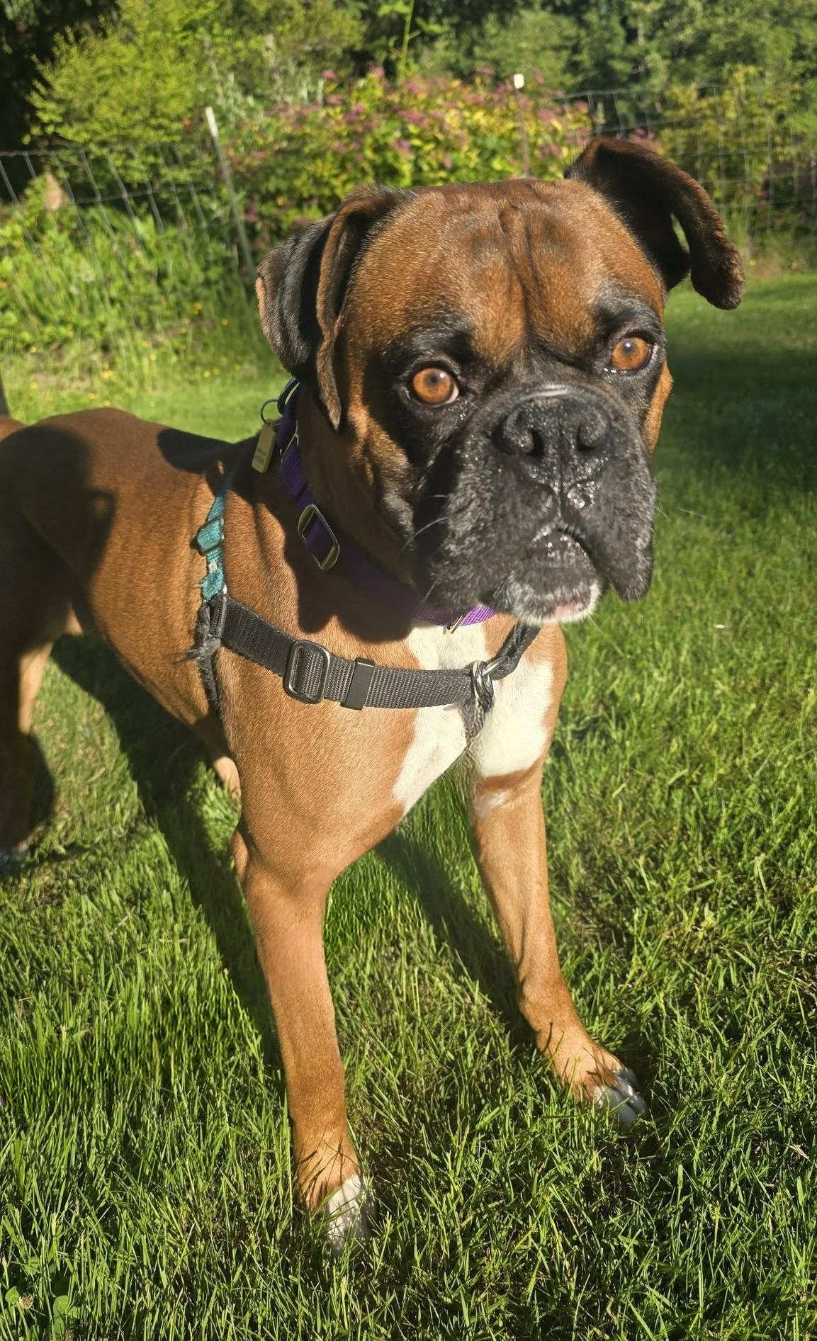Memphis, a ADOPTABLE Boxer in Stanwood, WA image 1/6