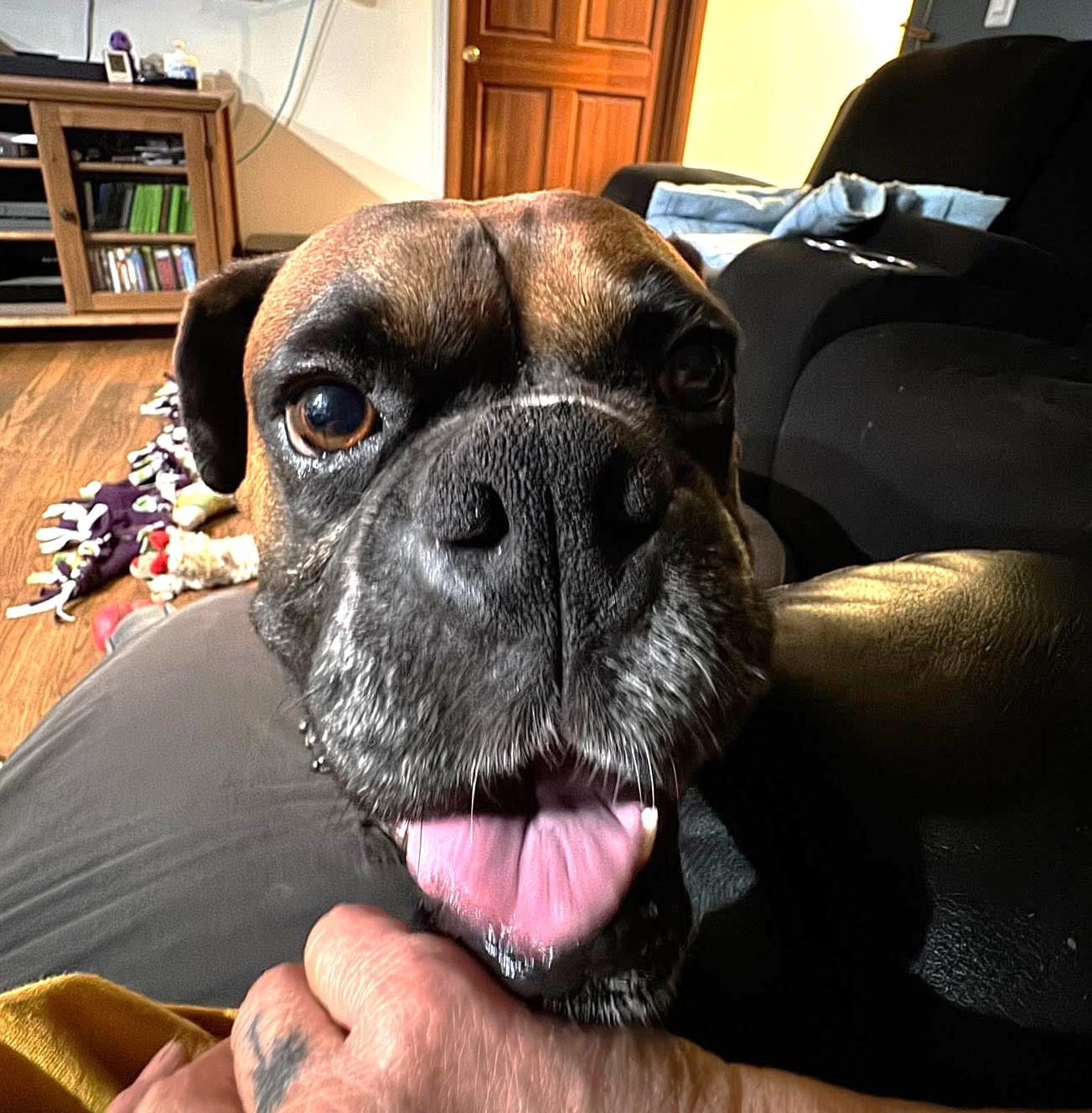 Memphis, a ADOPTABLE Boxer in Stanwood, WA image 3/6