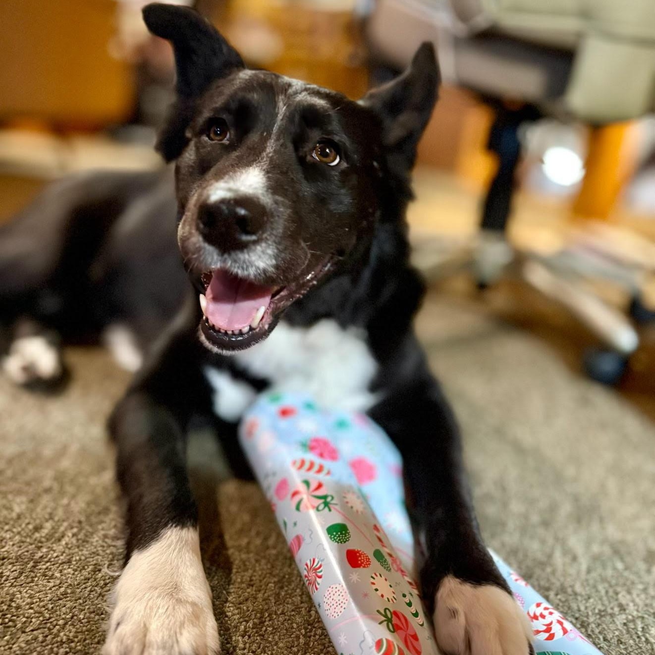 Enlarge Sophie, an adoptable mixed breed in Pennington, NJ image 2/6