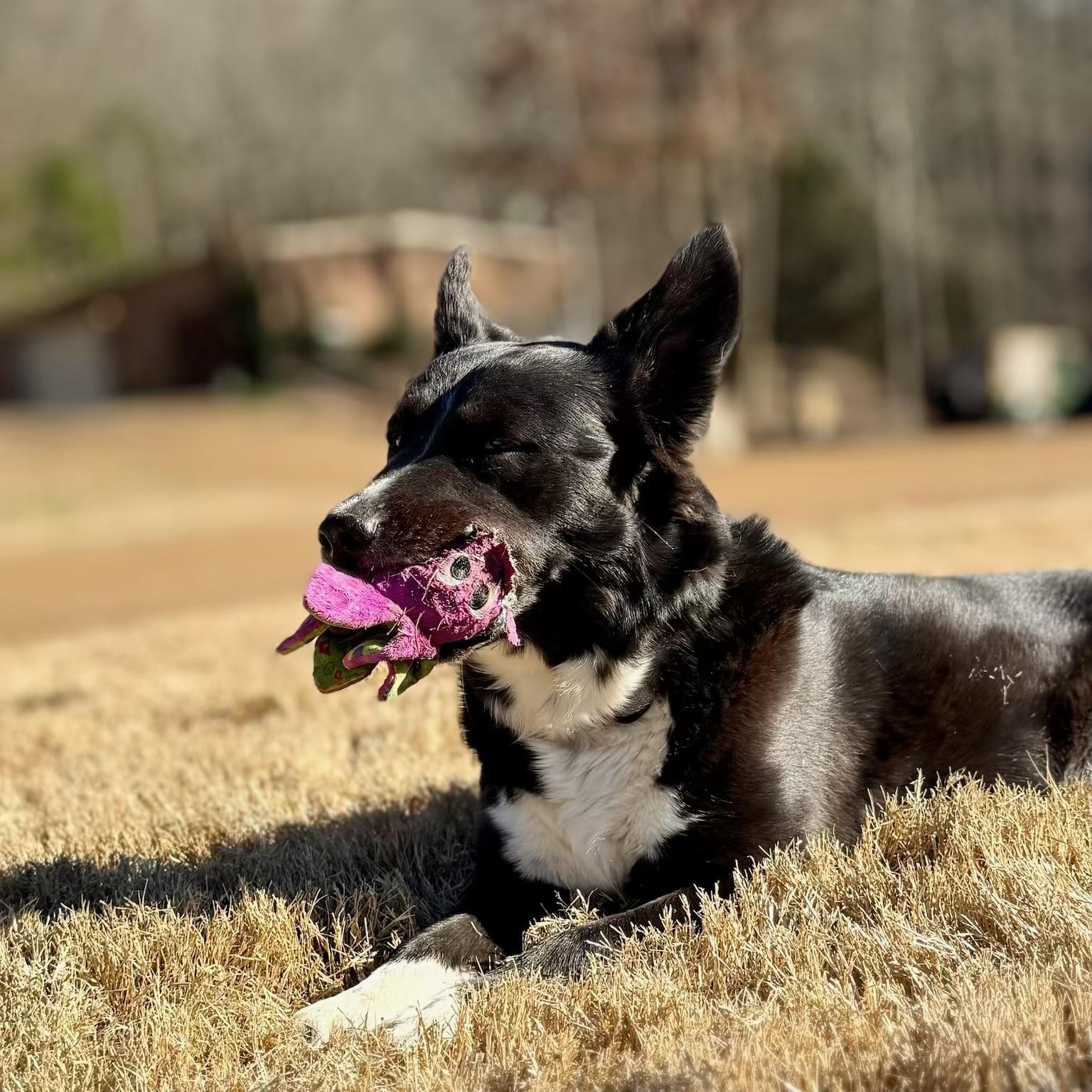 Enlarge Sophie, an adoptable mixed breed in Pennington, NJ image 4/6