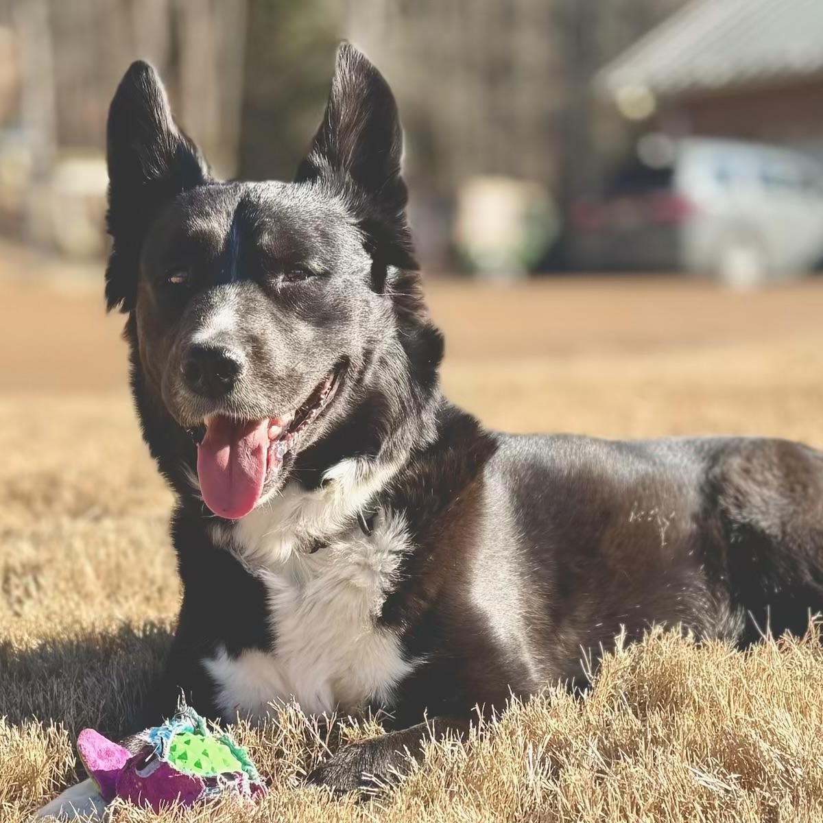 Sophie, adoptable, Young Female Border Collie & Labrador Retriever.