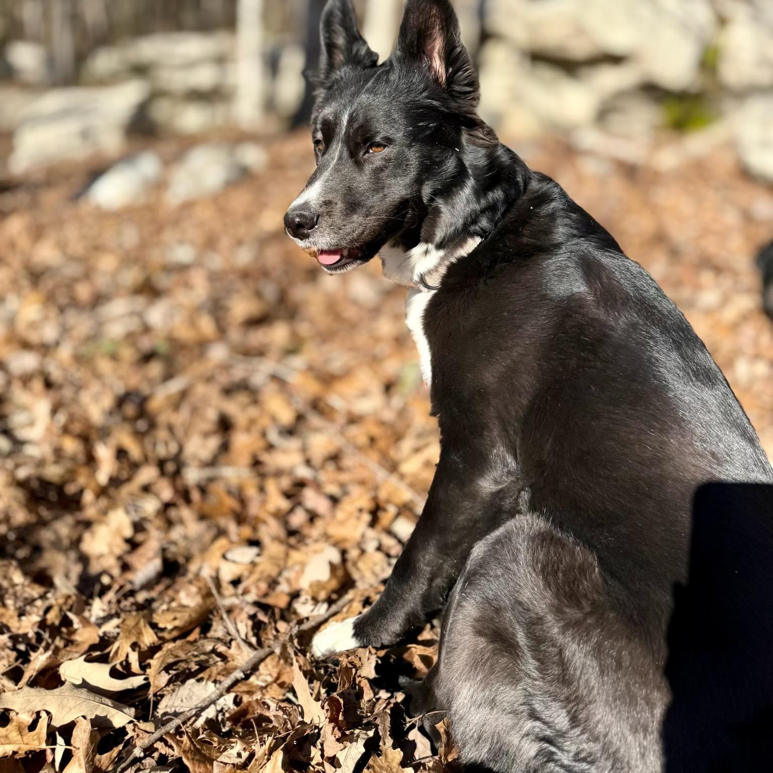 Enlarge Sophie, an adoptable mixed breed in Pennington, NJ image 5/6