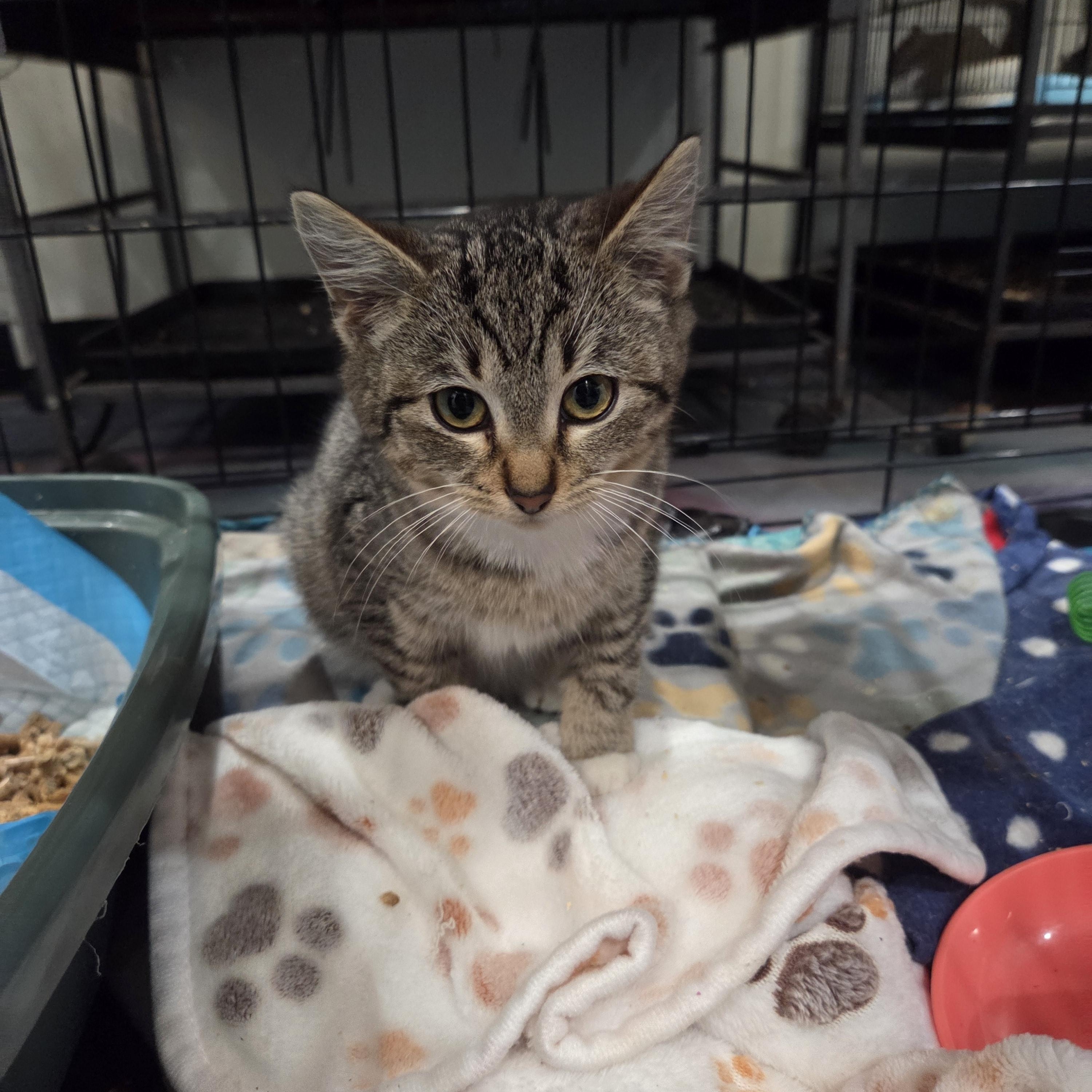 Prancer, a ADOPTABLE Domestic Short Hair in Columbia, MO image 1/3