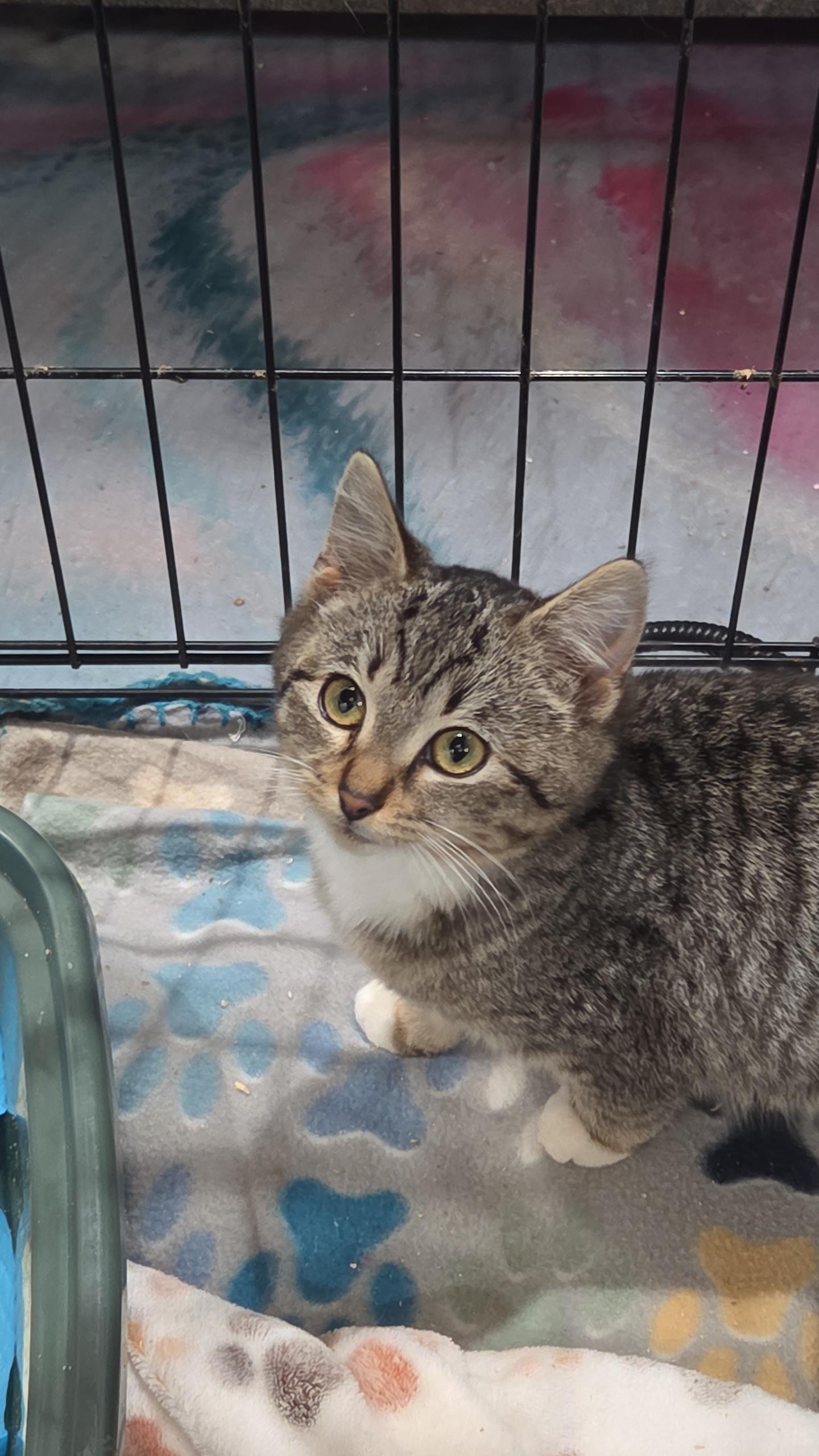 Prancer, a ADOPTABLE Domestic Short Hair in Columbia, MO image 2/3