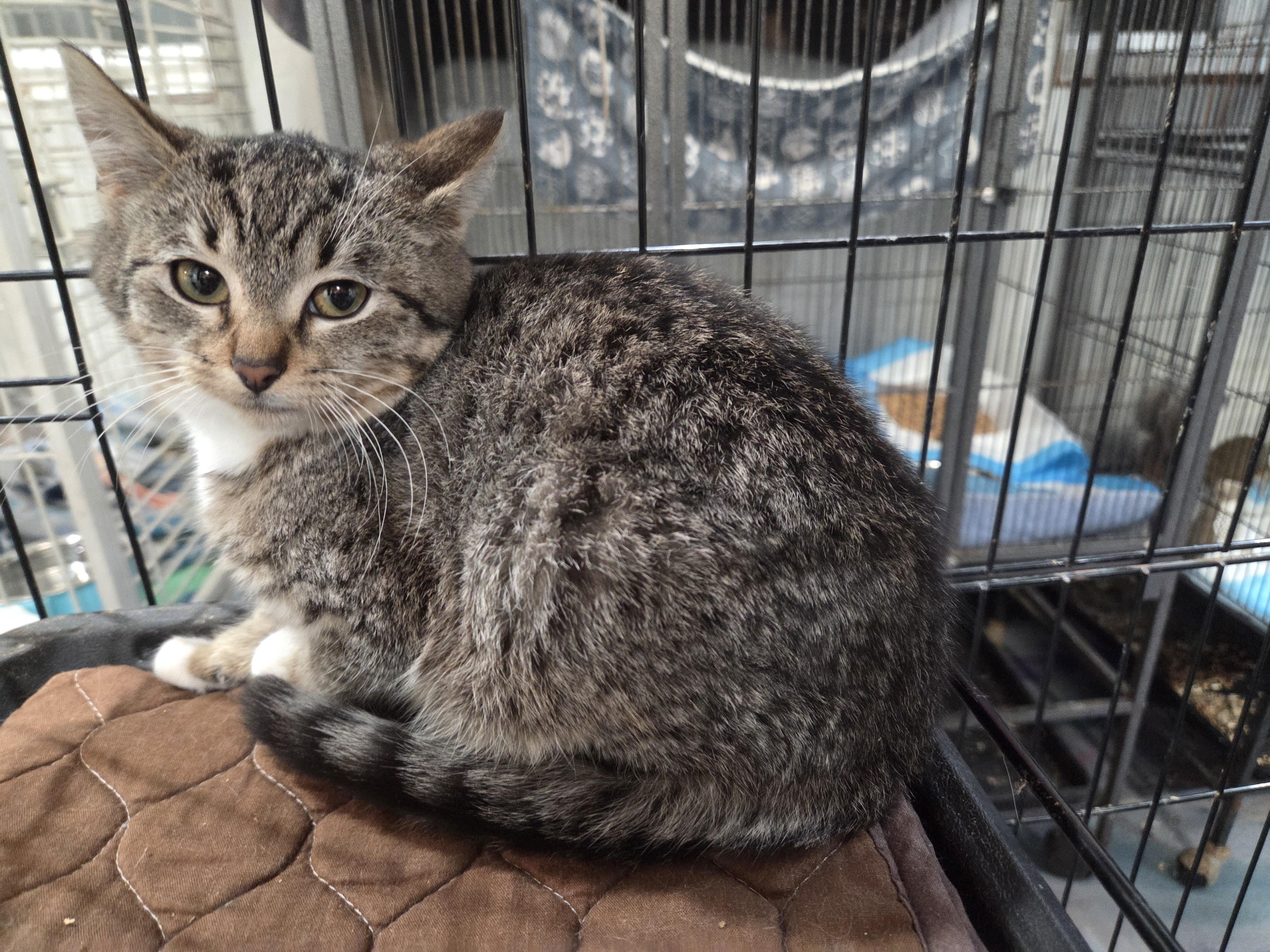 Prancer, a ADOPTABLE Domestic Short Hair in Columbia, MO image 3/3