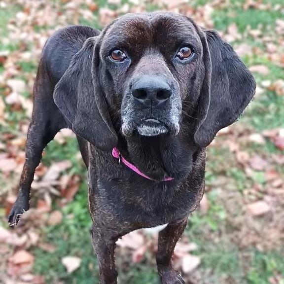 Enlarge Edgar, a Adoptable Hound image 1/3