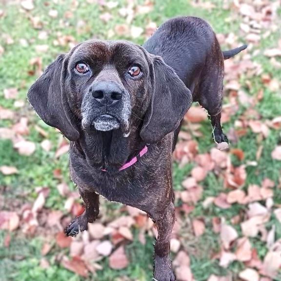 Enlarge Edgar, a Adoptable Hound image 2/3