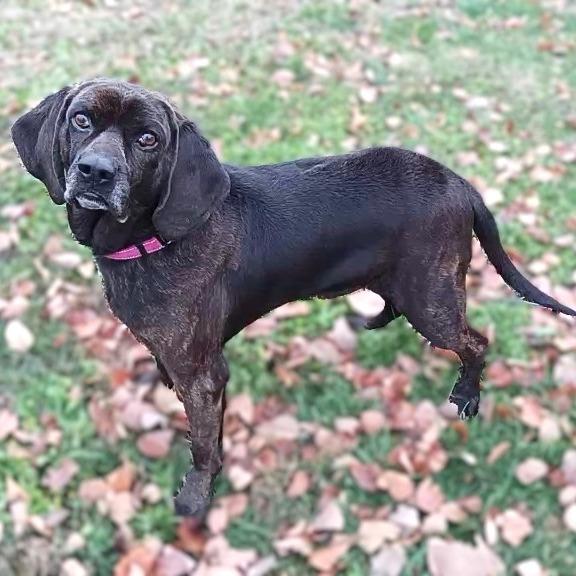 Enlarge Edgar, a Adoptable Hound image 3/3