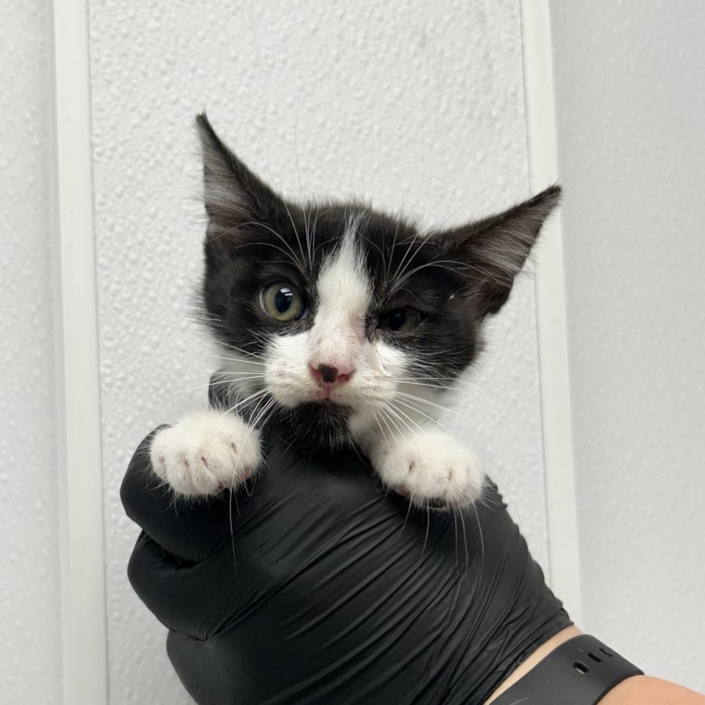 Pollo, Adoptable, Kitten Female Domestic Medium Hair.
