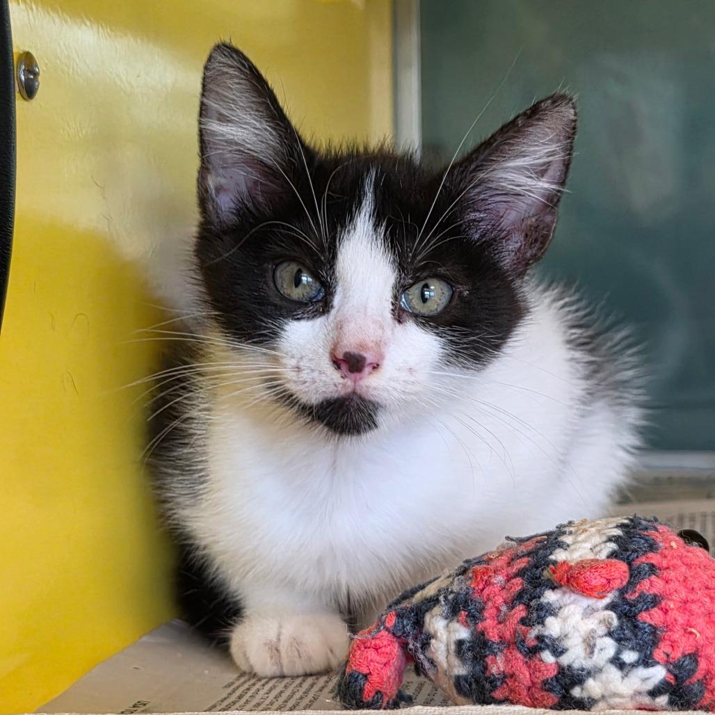 Enlarge Pollo, a Adoptable Domestic Medium Hair in Abilene, TX image 2/4