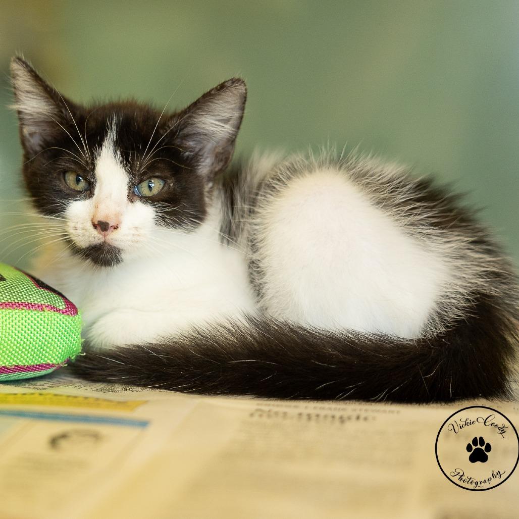 Enlarge Pollo, a Adoptable Domestic Medium Hair in Abilene, TX image 3/4