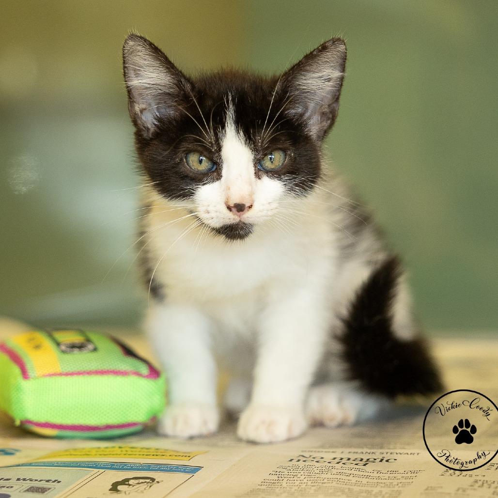 Enlarge Pollo, a Adoptable Domestic Medium Hair in Abilene, TX image 4/4