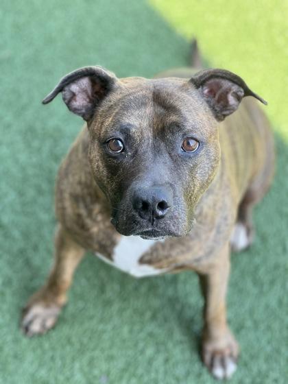 Athena, a Adoptable mixed breed in Sacramento, CA image 3/4