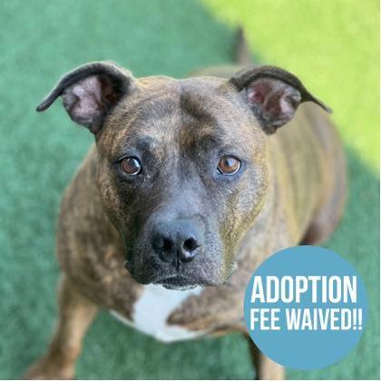 Athena, a Adoptable mixed breed in Sacramento, CA image 1/4