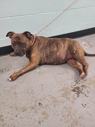 Athena, a Adoptable mixed breed in Sacramento, CA image 4/4