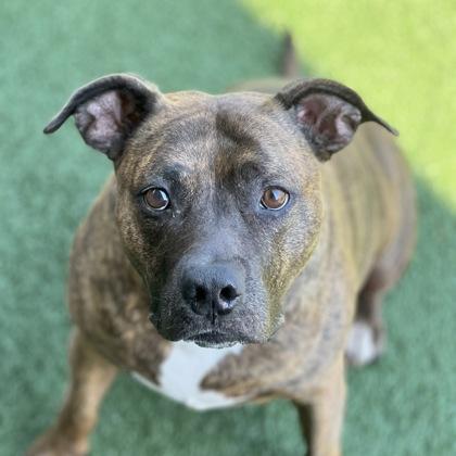 Athena, a Adoptable mixed breed in Sacramento, CA image 2/4