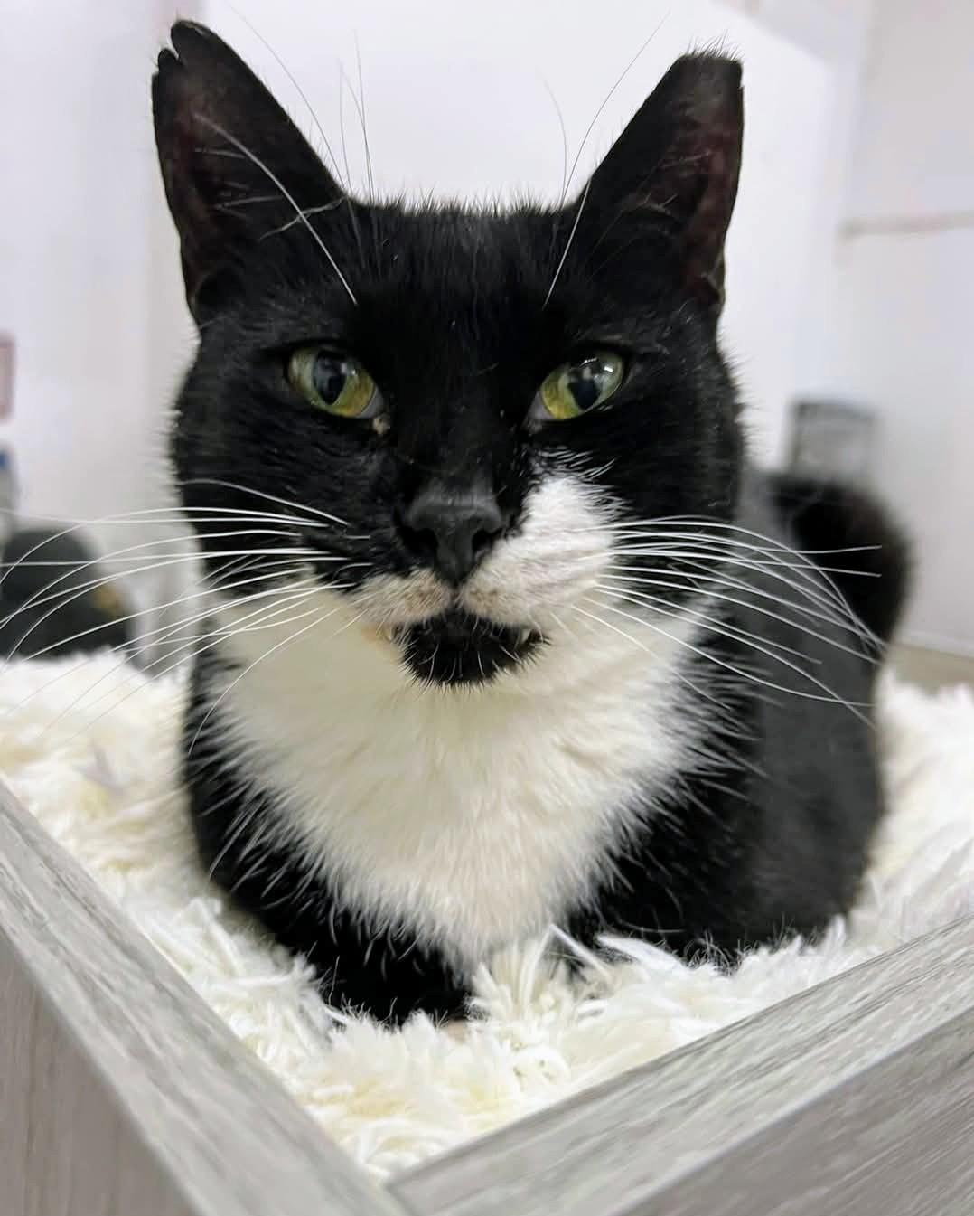 Princess Leia, a Adoptable mixed breed in West Palm Beach, FL image 3/6