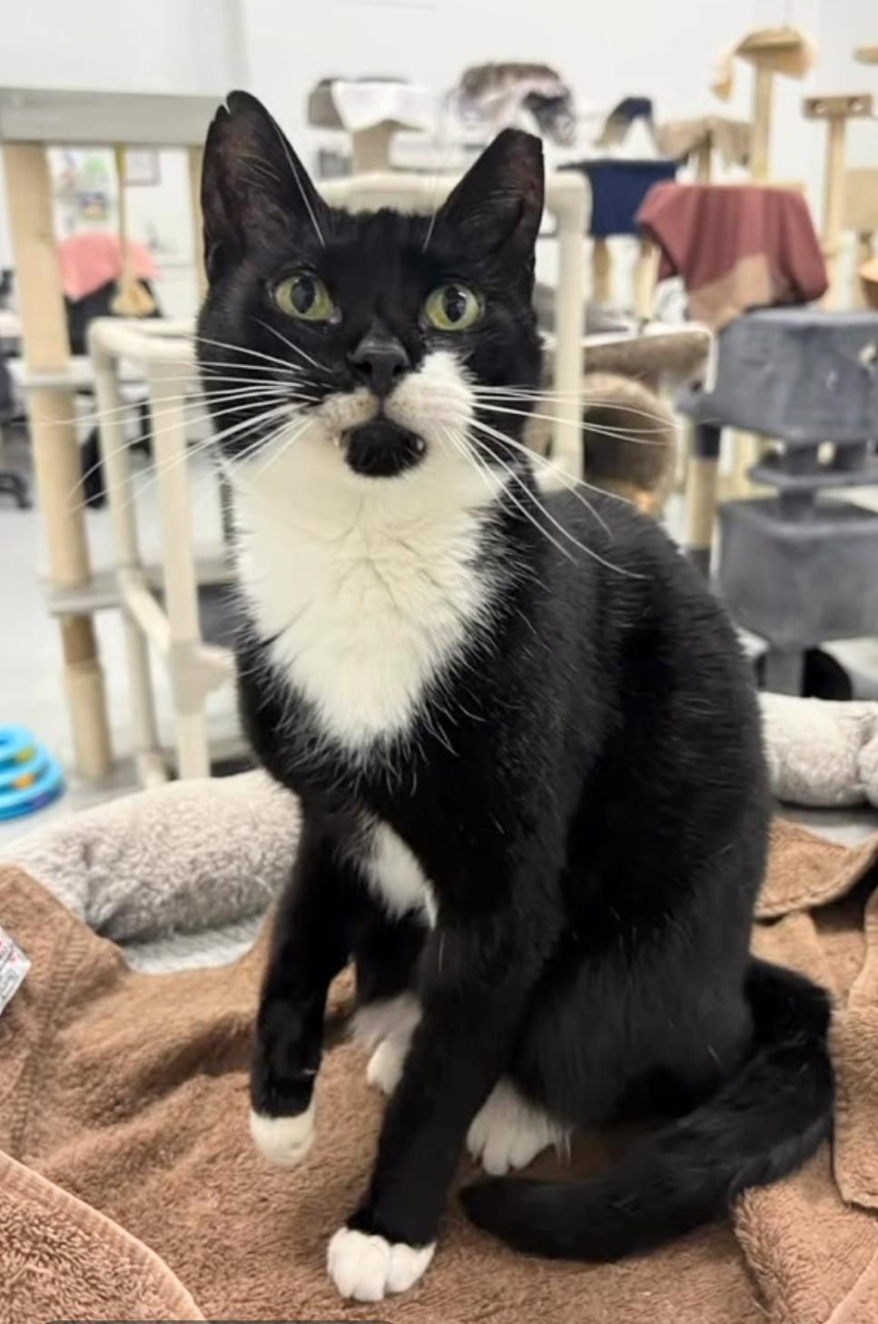 Princess Leia, Adoptable, Young Female Tuxedo & Domestic Short Hair.