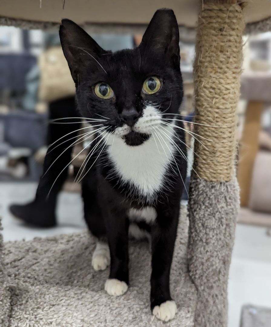 Princess Leia, a Adoptable mixed breed in West Palm Beach, FL image 6/6