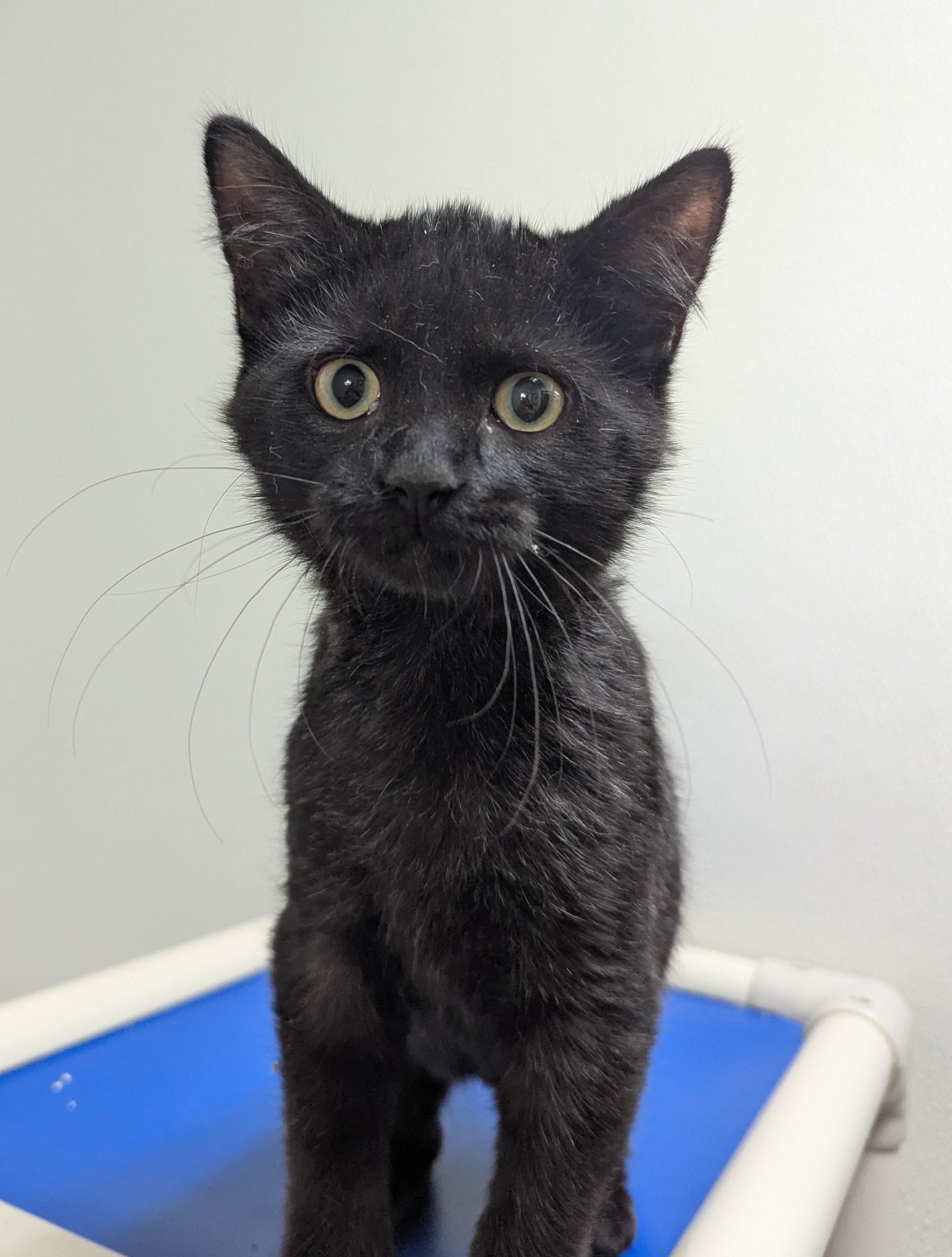 Enlarge Yuli, a Adoptable Domestic Medium Hair in Decatur, IL image 2/2