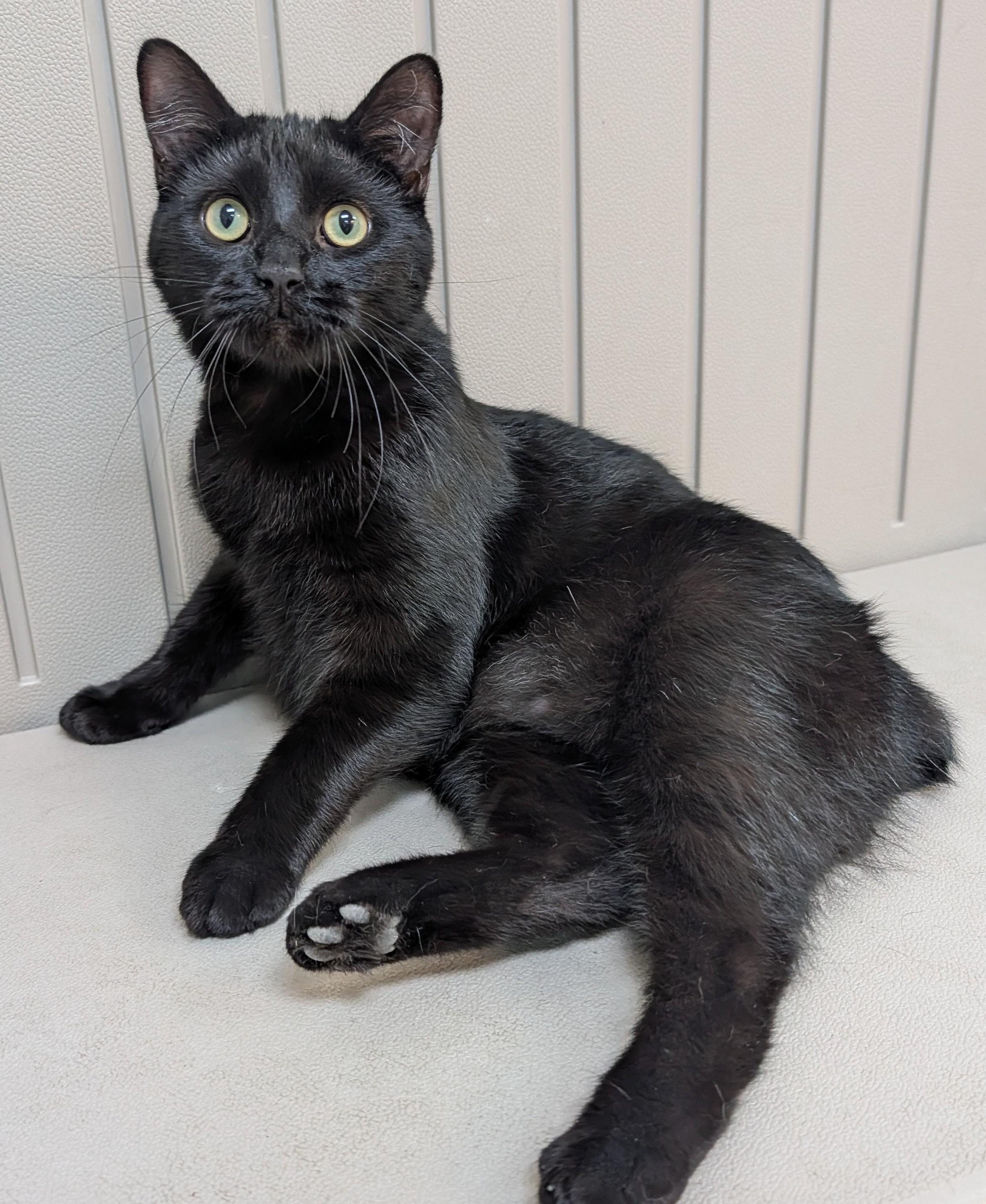 Enlarge Yuli, a Adoptable Domestic Medium Hair in Decatur, IL image 1/2