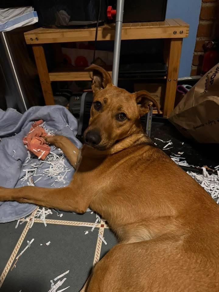 FINN -Fostered in NY!!