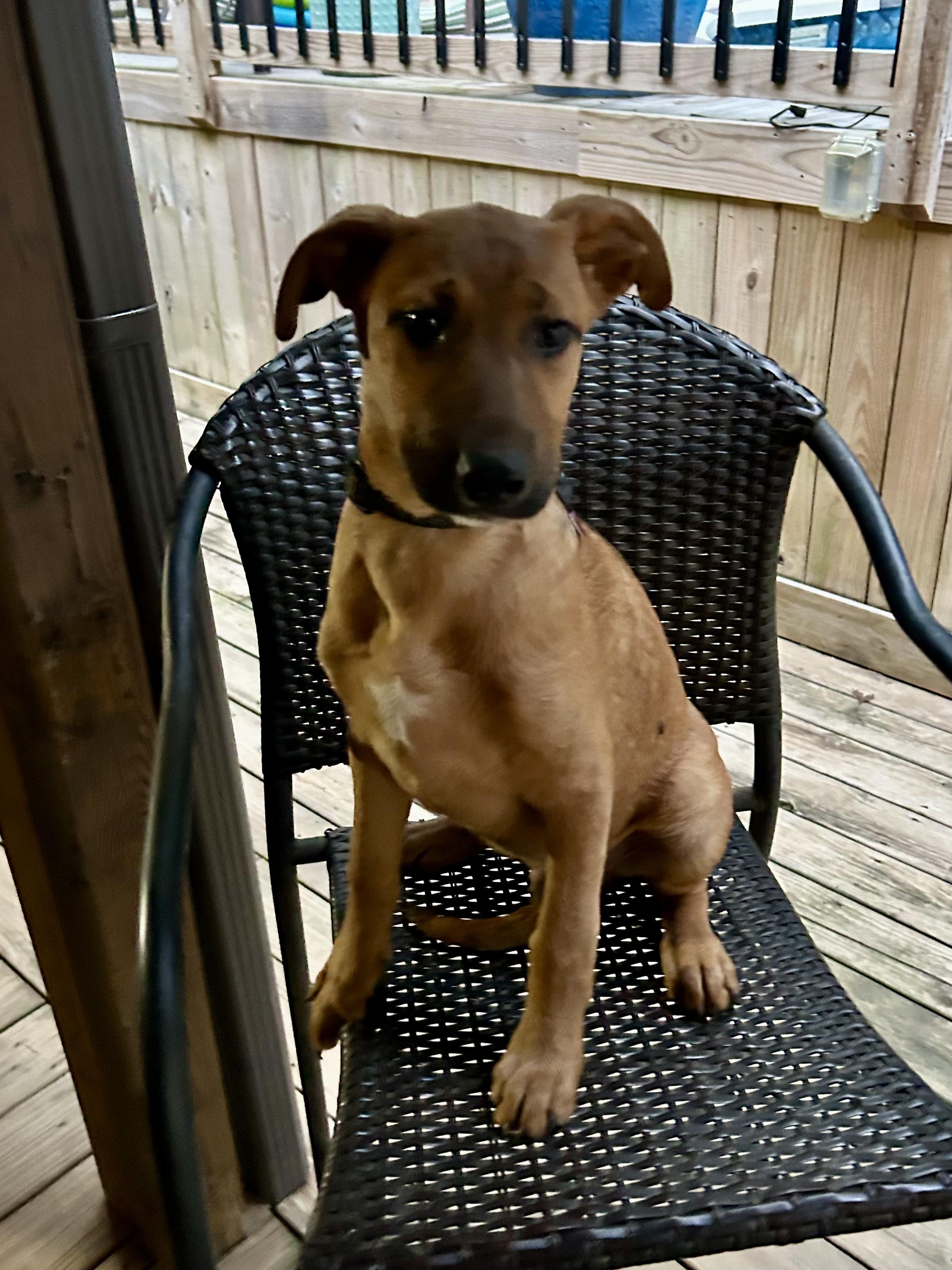 FINN -Fostered in NY!! — thumbnail 3