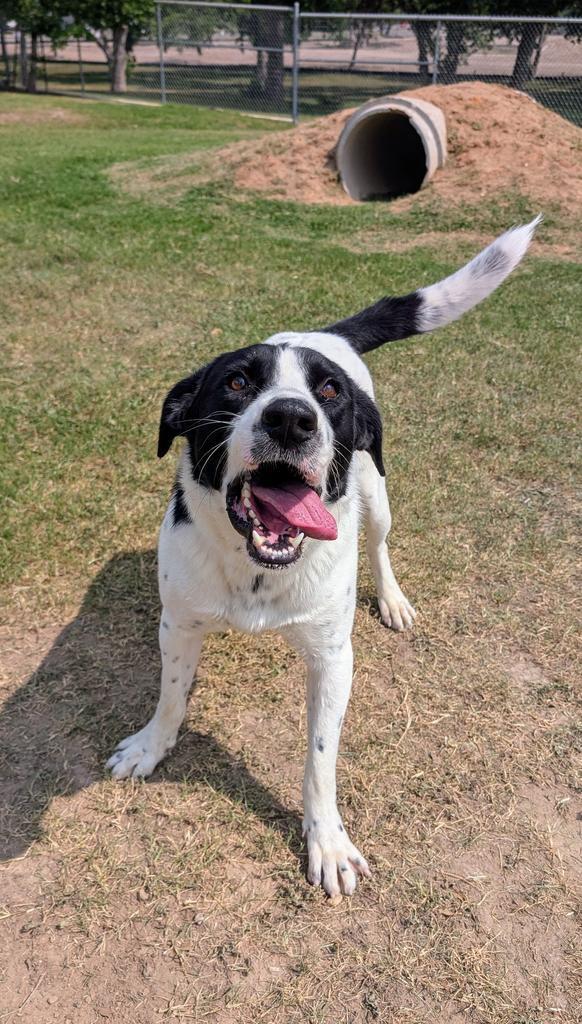 Enlarge Eddie, a ADOPTABLE mixed breed in Luling, TX image 6/6