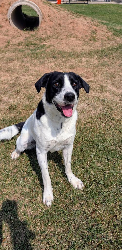 Enlarge Eddie, a ADOPTABLE mixed breed in Luling, TX image 5/6