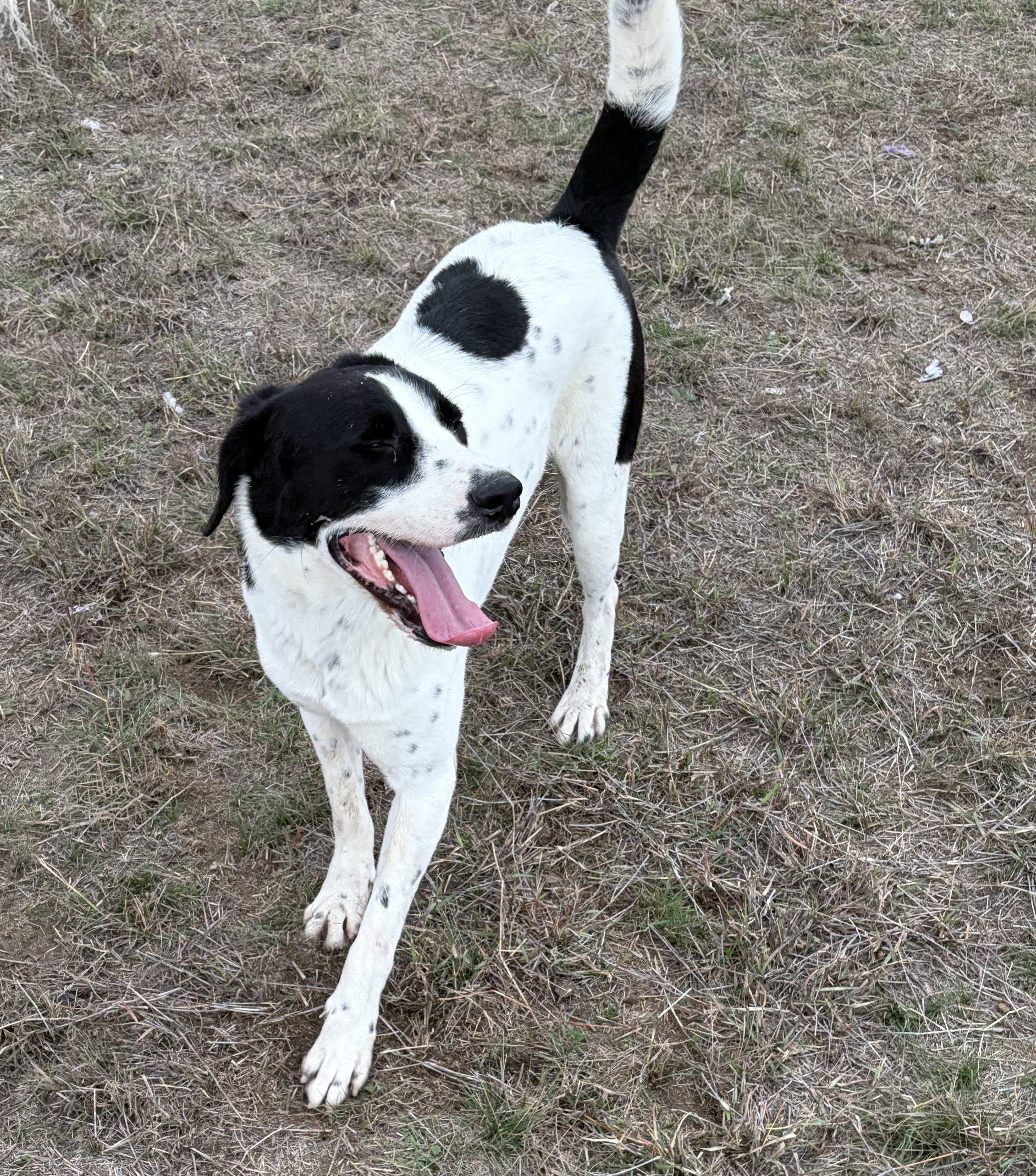 Enlarge Eddie, a ADOPTABLE mixed breed in Luling, TX image 2/6