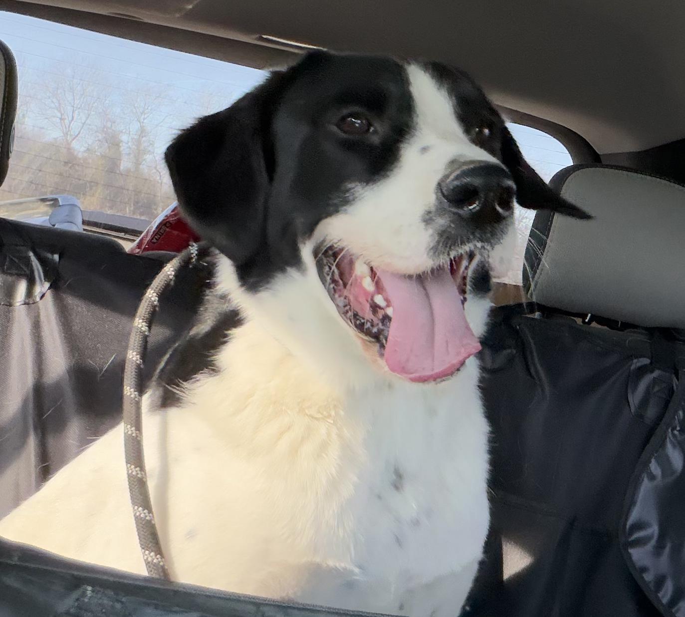 Enlarge Eddie, a ADOPTABLE mixed breed in Luling, TX image 3/6