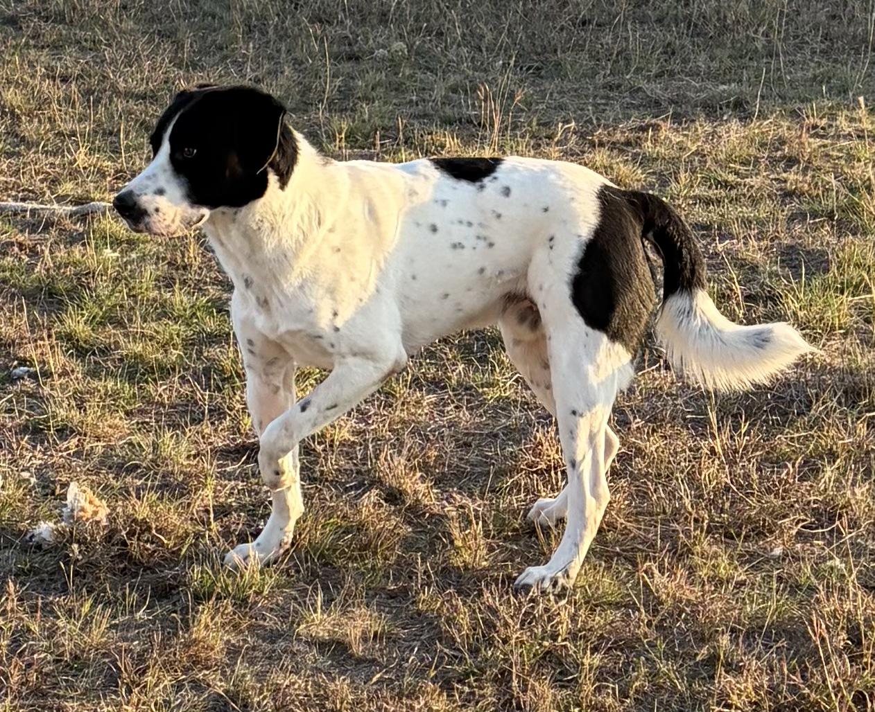 Enlarge Eddie, a ADOPTABLE mixed breed in Luling, TX image 1/6