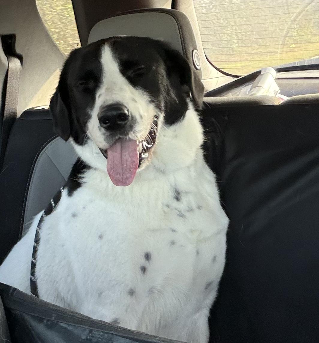 Enlarge Eddie, a ADOPTABLE mixed breed in Luling, TX image 4/6