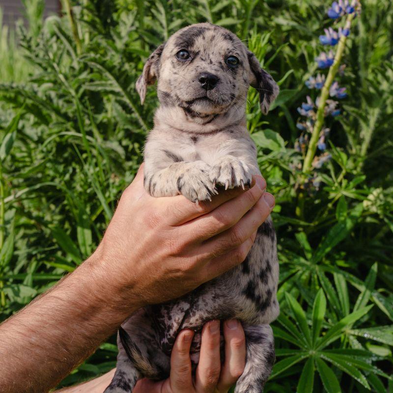 Enlarge A.J. Ferguson, a ADOPTABLE mixed breed in Jackson, WY image 1/1