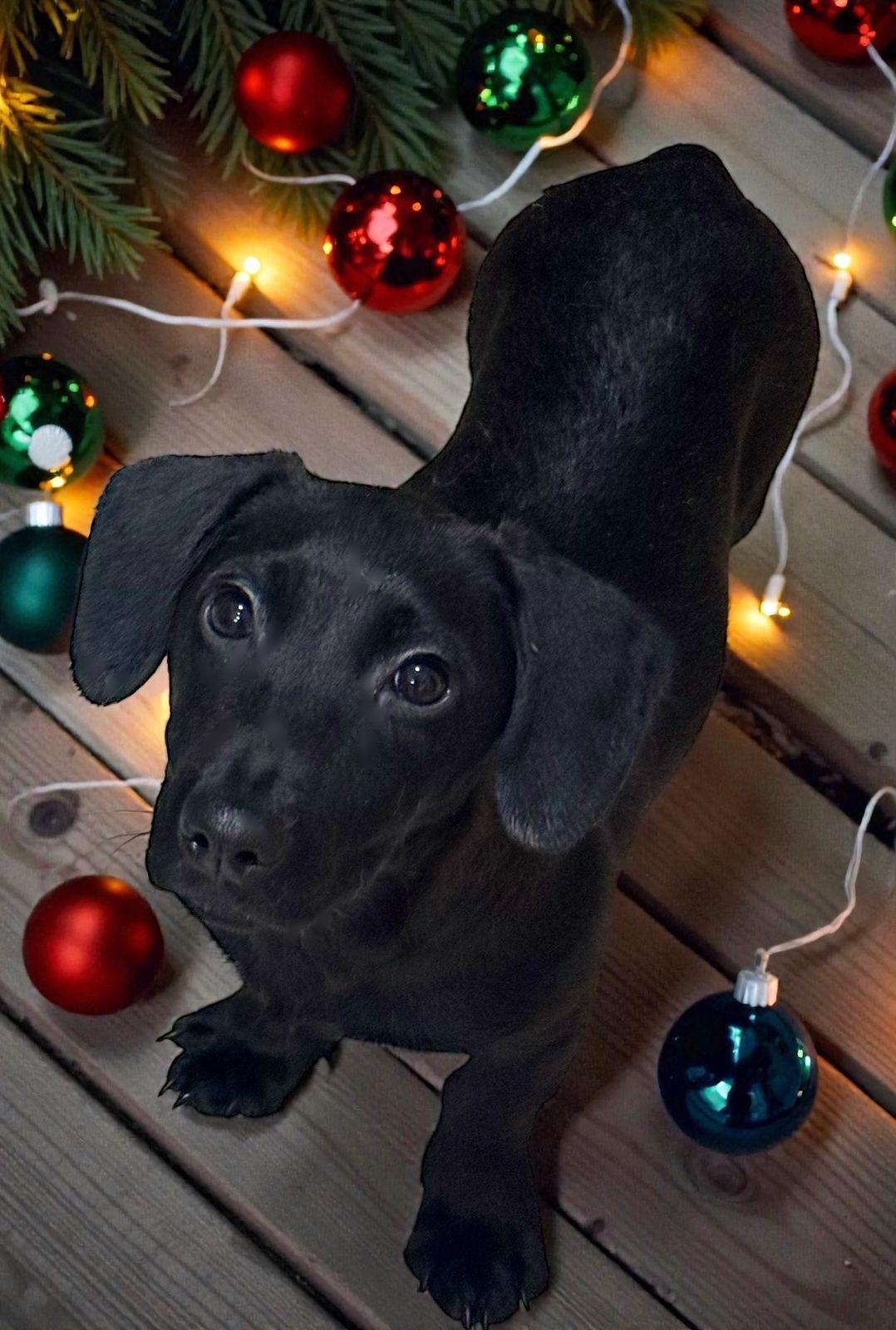 Enlarge Ollie, a ADOPTABLE mixed breed in Oceanside, CA image 3/3