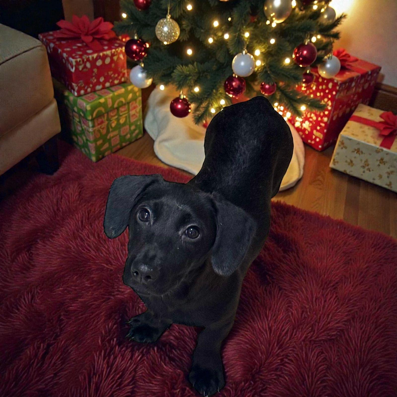 Ollie, ADOPTABLE, Puppy Male Dachshund.