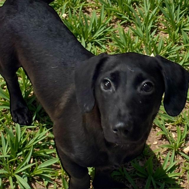 Enlarge Ollie, a ADOPTABLE mixed breed in Oceanside, CA image 2/3