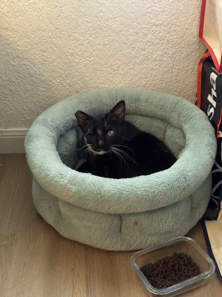 Enlarge Orca, a Adoptable mixed breed in Austin, TX image 1/6